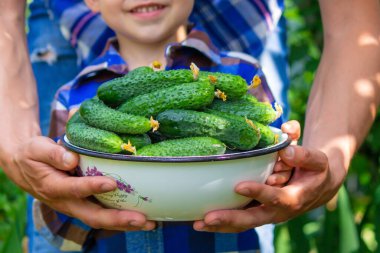 Çocuk ve baba ellerinde salatalık tutuyorlar. Seçici odaklanma. Çocuk.