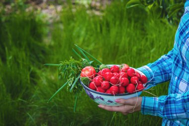 Çiftçinin elleri taze bir turpu tutuyor, yakın plan. Organik taze biçilmiş sebzeler. seçici odak