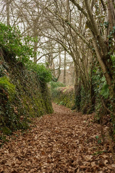 Paisaje invernal en el bosque de La Garrotxa — Foto de Stock