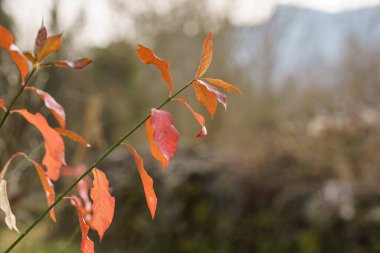 Winter landscape in the forest of La Garrotxa