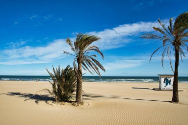 Sahilde palmiye ağaçları