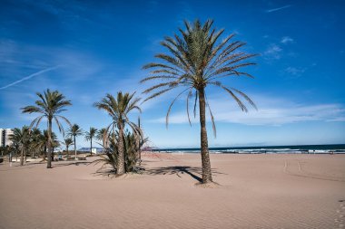 Sahilde palmiye ağaçları