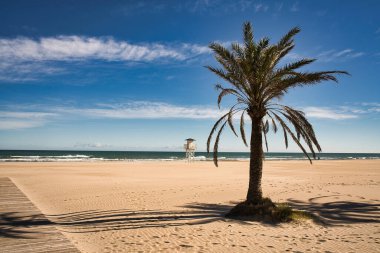 Sahilde palmiye ağaçları