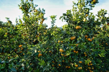 Olgun portakal renkli meyveler ya da ağaçta asılı mandalinalar. Sunny Orchard 'da sağlıklı organik sulu portakallar toplayan biri..