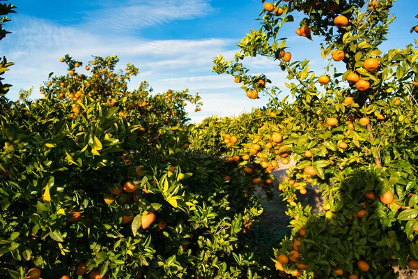 Reife Orangen Zitrusfrüchte Oder Mandarinen Hängen Einem Baum Person Pflückt — Stockfoto
