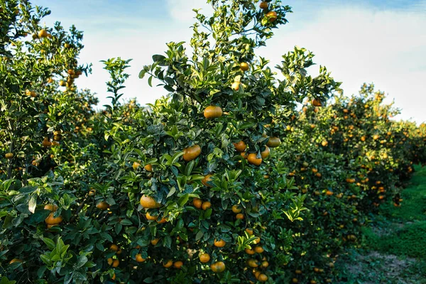 Frutas Cítricas Laranja Maduras Tangerinas Penduradas Uma Árvore Pessoa Escolhendo — Fotografia de Stock