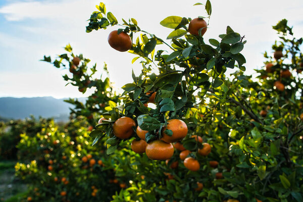 Ripe Orange Citrus fruits or tangerines hanging on a tree. Person picking Beautiful Healthy organic juicy oranges in Sunny Orchard.