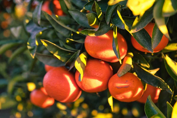 熟すオレンジ柑橘類やみかんの木にぶら下がっている サニーオーチャードの美しい健康的な有機ジューシーなオレンジを選ぶ ロイヤリティフリーのストック画像