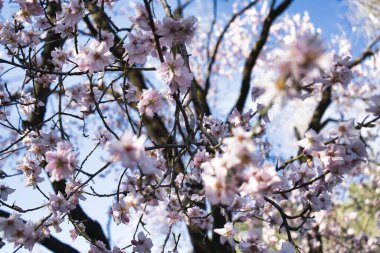 Madrid 'de bir parkta açan badem ağaçları