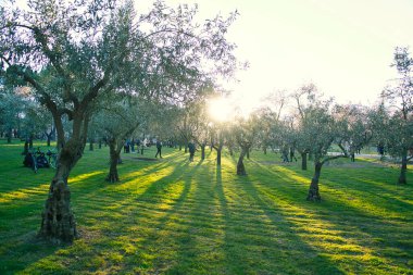 Madrid 'de bir parkta açan badem ağaçları