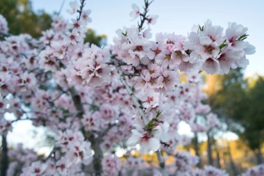 Madrid 'de bir parkta açan badem ağaçları