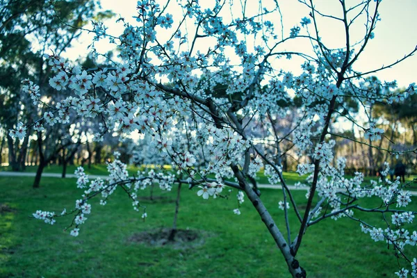 Des Amandiers Fleurs Dans Parc Madrid — Photo