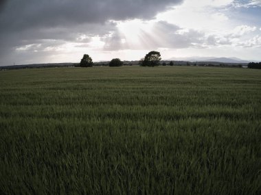 Gün batımında buğday tarlaları