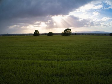 Gün batımında buğday tarlaları