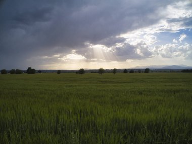 Gün batımında buğday tarlaları