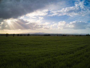 Gün batımında buğday tarlaları