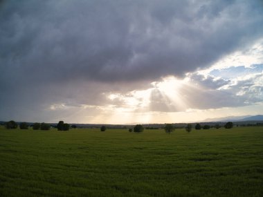 Gün batımında buğday tarlaları