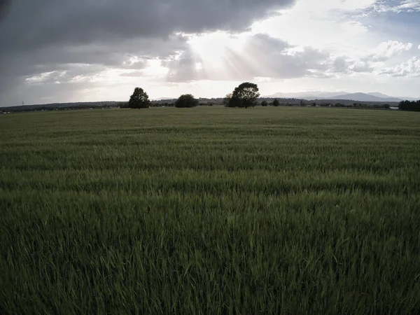 Gün batımında buğday tarlaları