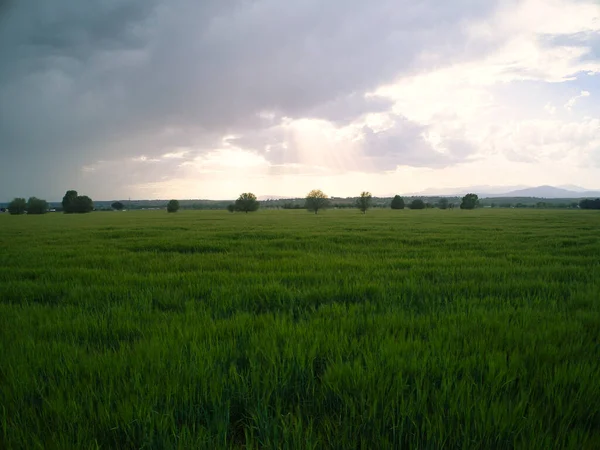Gün Batımında Buğday Tarlaları — Stok fotoğraf