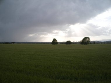 MADRID İSPANDA Buğday Tarlaları