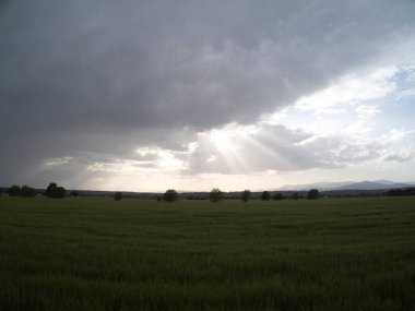 MADRID İSPANDA Buğday Tarlaları