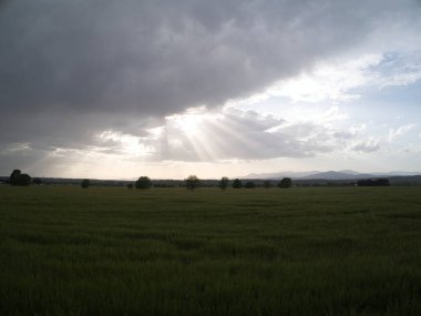 MADRID İSPANDA Buğday Tarlaları
