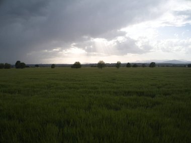 MADRID İSPANDA Buğday Tarlaları