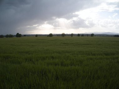 MADRID İSPANDA Buğday Tarlaları