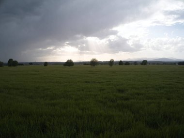MADRID İSPANDA Buğday Tarlaları