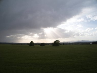 MADRID İSPANDA Buğday Tarlaları
