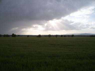 MADRID İSPANDA Buğday Tarlaları