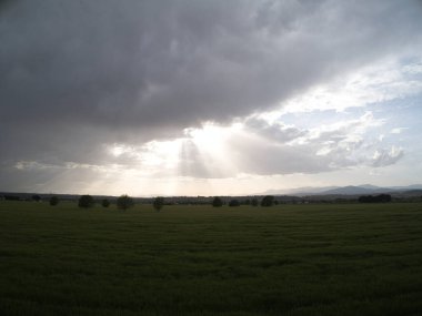 MADRID İSPANDA Buğday Tarlaları
