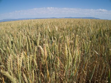 MADRID İSPANDA Buğday Tarlaları