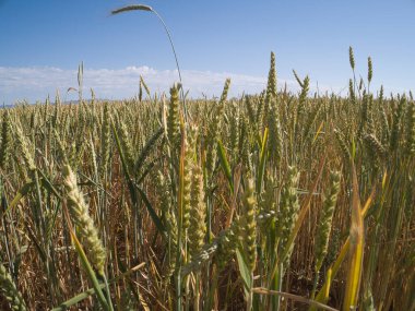 MADRID İSPANDA Buğday Tarlaları