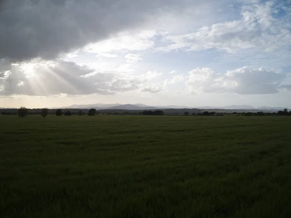 Wheat Fields Madrid Spain — Stok Foto