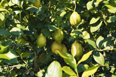 JERTE VALLEY, baharda hayret, JERTE Cherry 'den seçilen