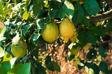 JERTE VALLEY, baharda hayret, JERTE Cherry 'den seçilen