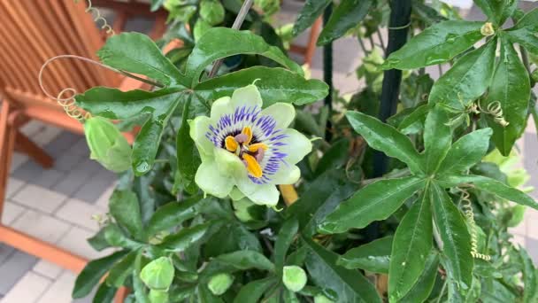 Passiflora Edulis Також Відомий Пристрасний Фрукт Вид Квітки Пристрасті Росте — стокове відео