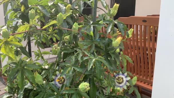 Passiflora Edulis Commonly Known Passion Fruit Vine Species Passion Flower — Stock Video