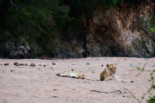 Lions Louveteaux Africains Jouant Dans Lit Adry Rivière — Photo