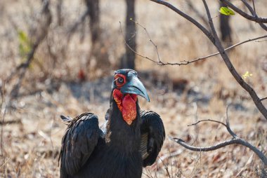Güney boynuz faturası, Bucorvus Leader Beatbeateri veya Bucorvus cafer, Kenya 'dan Güney Afrika' ya kadar dünyanın en büyük boynuz faturasıdır.