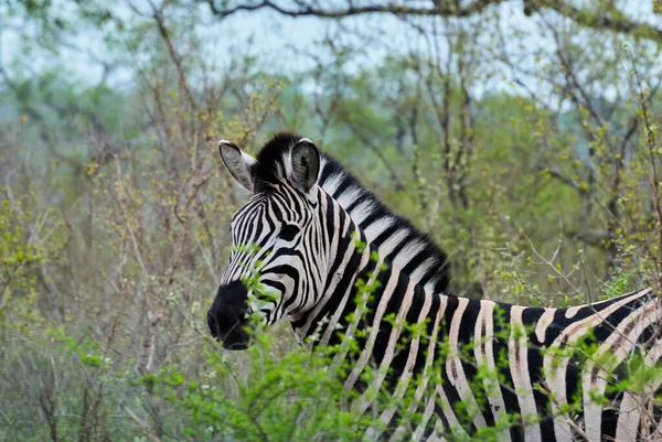 Ovalar Zebra Hipotigris Afrika Atları Belirgin Siyah Beyaz Çizgili Paltolar — Stok fotoğraf
