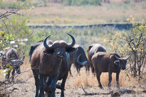 成群的非洲水牛站在灌木丛中 — 图库照片