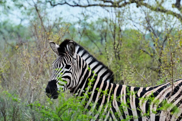Plains Zebra Hippotigris African Equines Quagga Distinctive Black White Striped — Stock Photo, Image