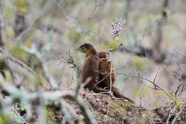 Dwarf Mongoose Helogale Parvula Species Native Angola Northern Namibia Kwazulu — Stock Photo, Image