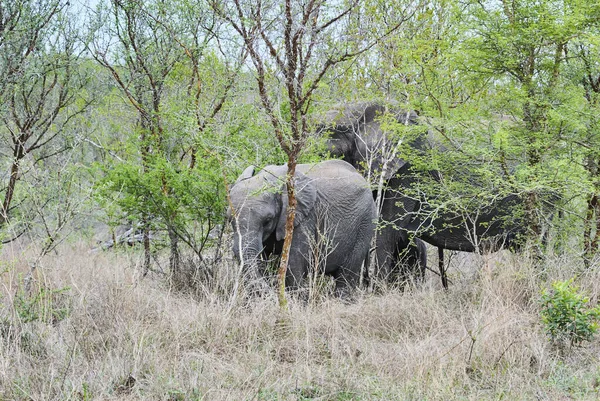 Wielki Afrykański Byk Słoń Loxodonta Stojący Suchym Krajobrazie Afrykańskiego Krzewu — Zdjęcie stockowe
