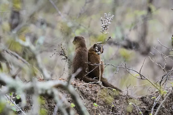 Dwarf Mongoose Helogale Parvula Espécies Nativas Angola Norte Namíbia Kwazulu — Fotografia de Stock