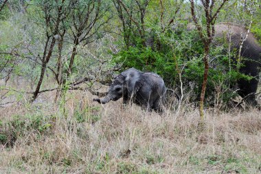 Afrika fili Loxodonta, Güney Afrika 'da sıcak ve kurak bir bölgede gövdesinin kontrolünü ele geçirmeye çalışıyor.