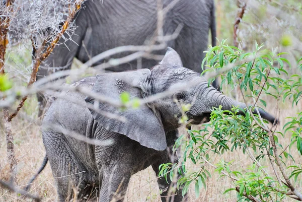 Bebé Juguetón Elefante Africano Loxodonta Tratando Obtener Control Sobre Tronco — Foto de Stock