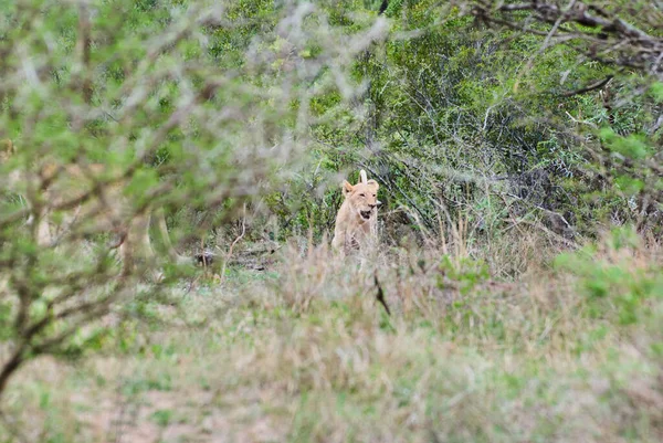 Leão Africano Seu Habitat Natural Mato — Fotografia de Stock